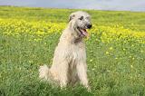 IRISH WOLFHOUND 048